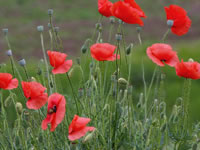 Papaver rhoeas